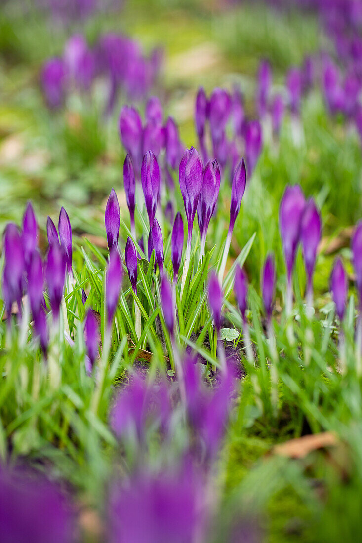 Crocus vernus, violett