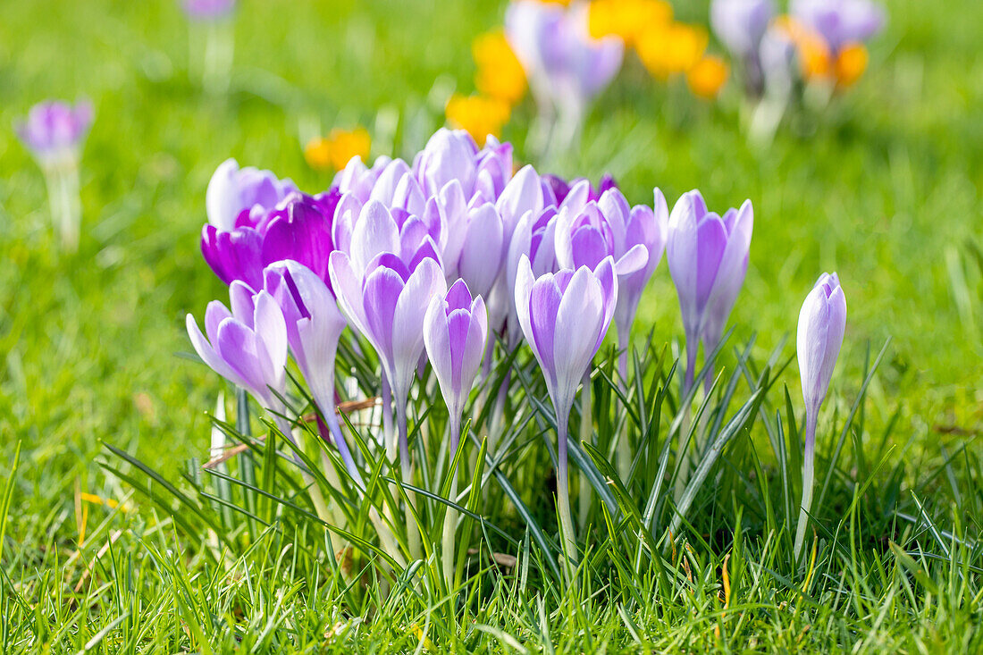 Crocus vernus