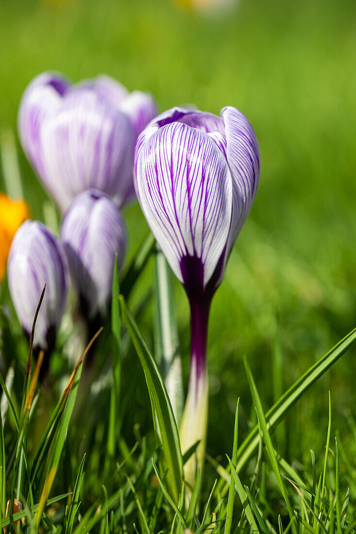 Crocus vernus, striped