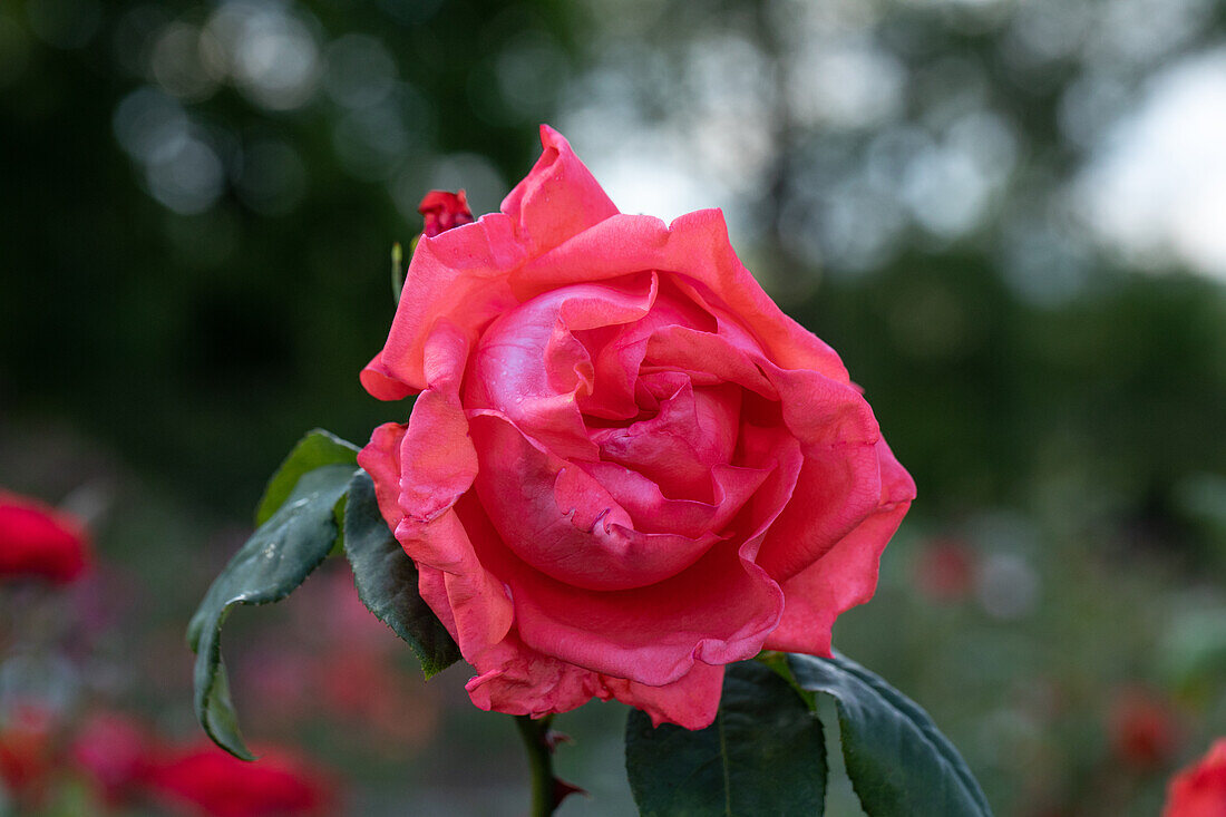 Rosa 'Delbard'