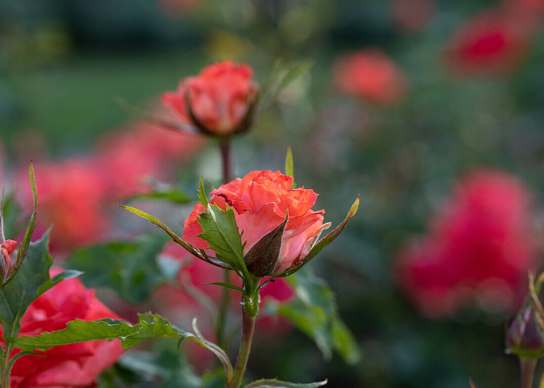 Shrub rose, orange