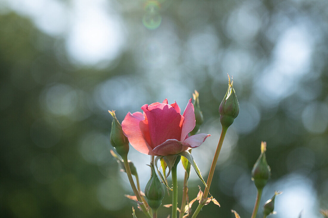 Rosa 'Duet'