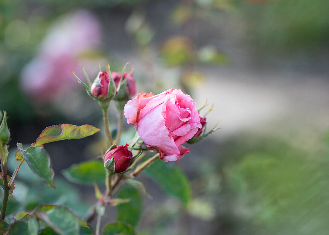 Rosa ,,Papillon Rose'' Lens, L. 1956