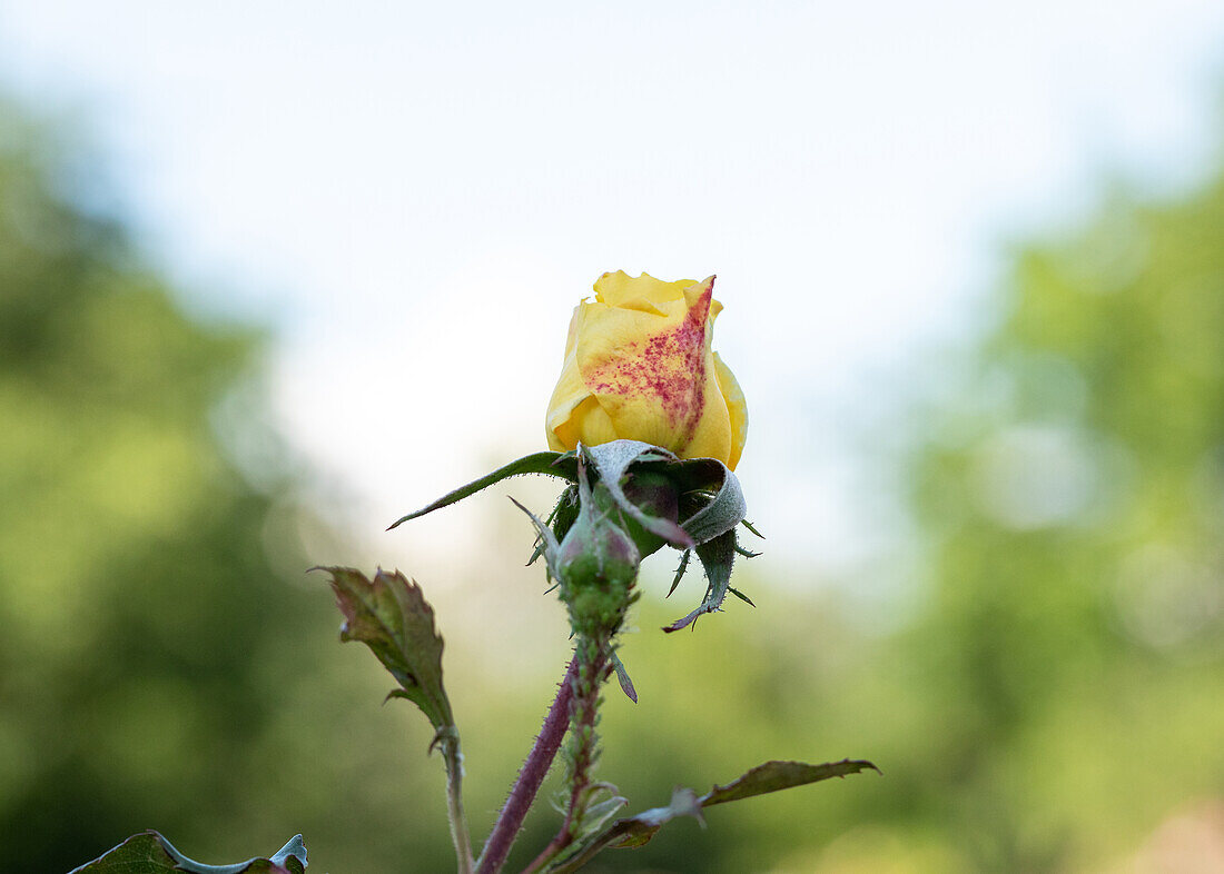 Rosa 'Sonnenröschen' Kordes, W. Söhne 1978