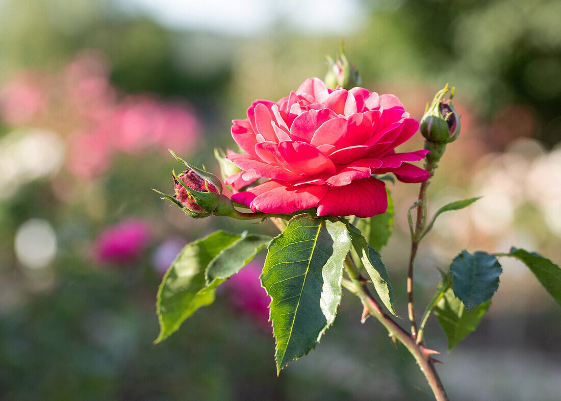 Rosa ,,Wemer Teschendorff'' Rosen Tantau 1949