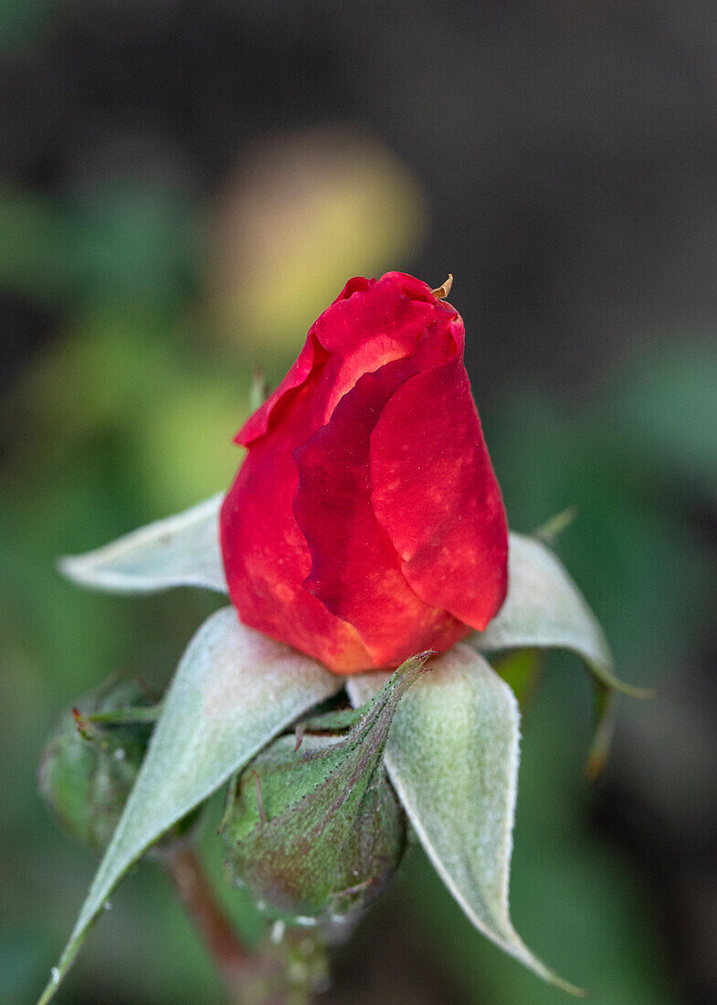 Rosa 'Isle of Man'