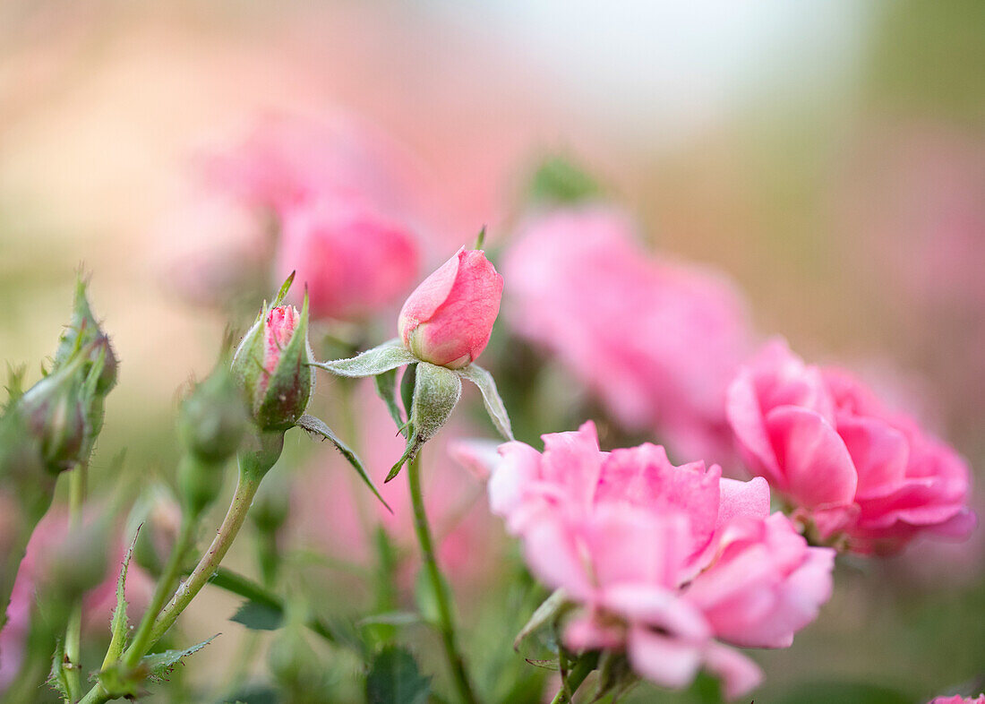 Dwarf rose, pink