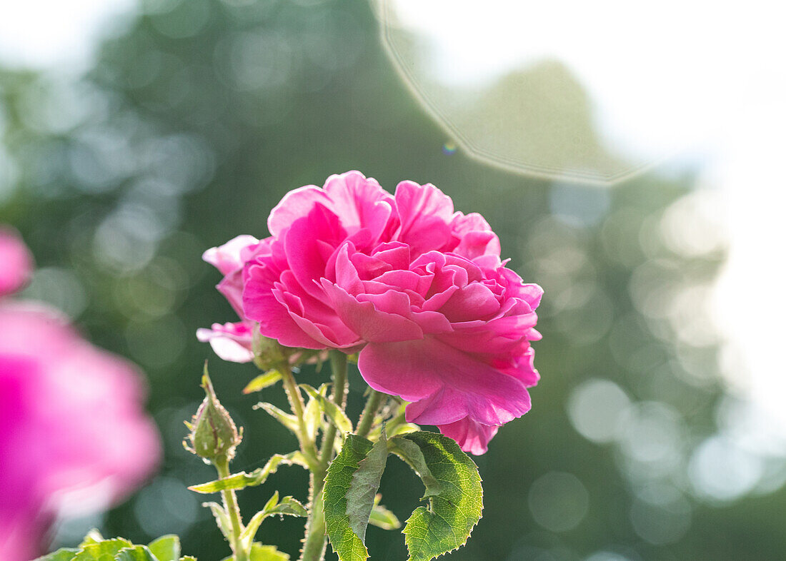 Rosa 'Duchesse de Morny'