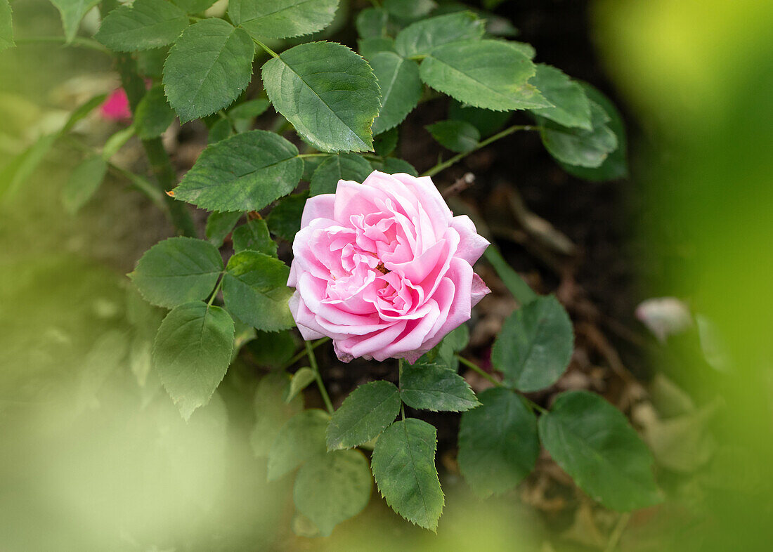 Rosa 'Baronne Nathaniel de Rothschild'