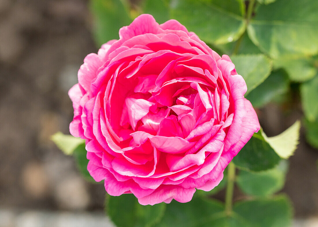 Rosa 'Duchess of Connaught'