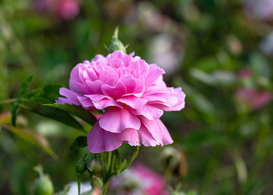 Rosa ,,Primerose Sistau'' Turbat 1925