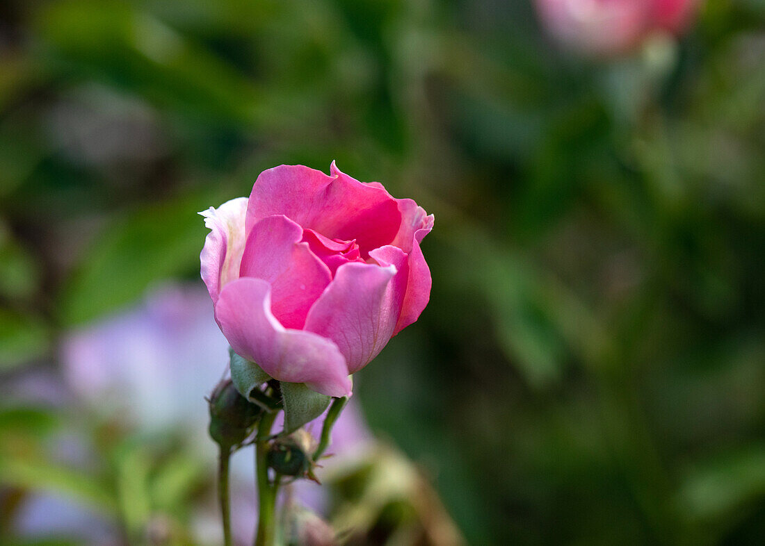 Rosa ,,Primerose Sistau'' Turbat 1925