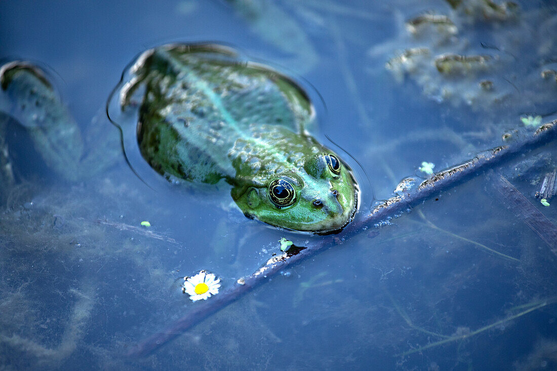 Frosch im Teich