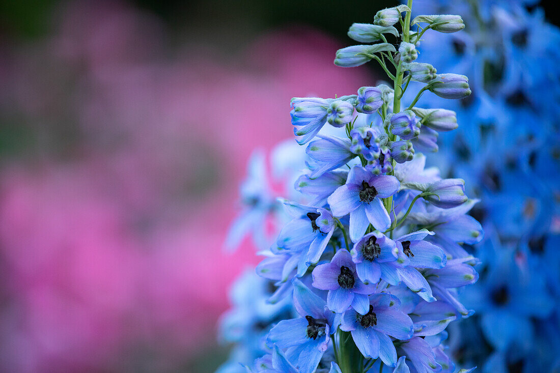 Delphinium x elatum, hellblau