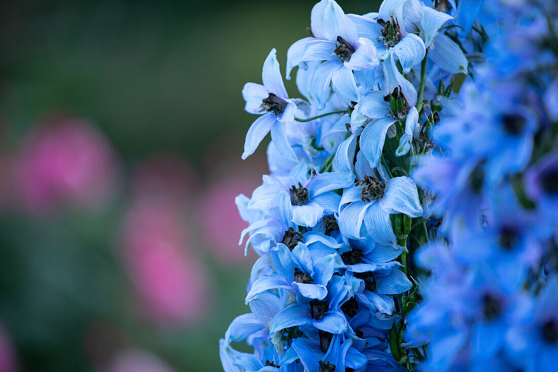 Delphinium x elatum, light blue