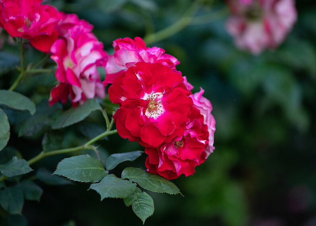 Rosa ,,Pirouette'' Lens, L. 1984