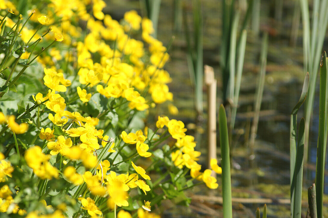 Caltha palustris