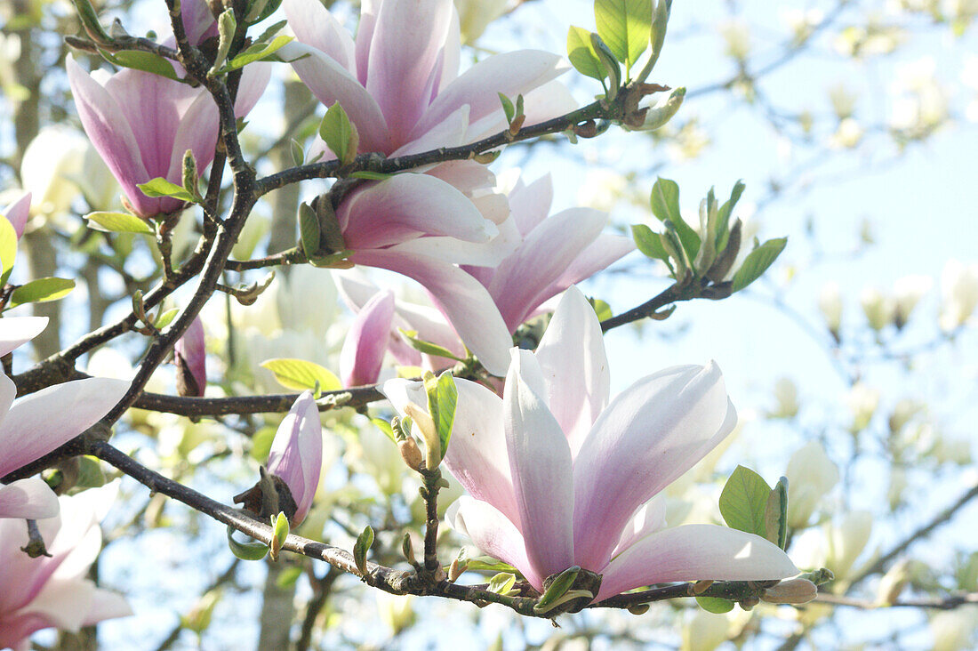 Magnolia x soulangiana