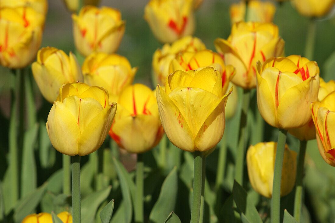 Tulipa, yellow-red