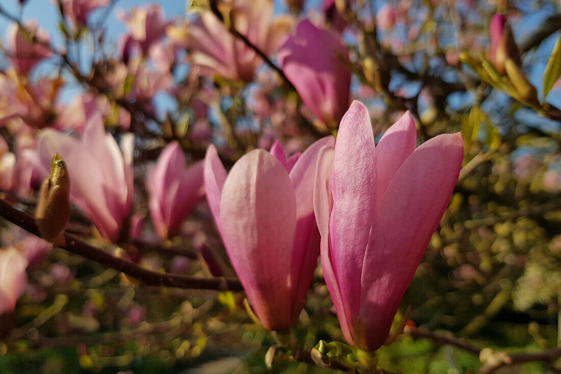 Magnolia x soulangiana