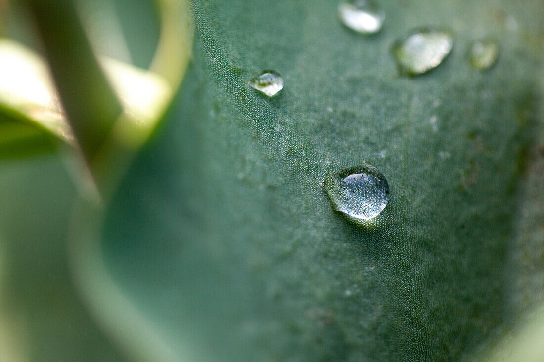 Wassertropfen auf Blatt