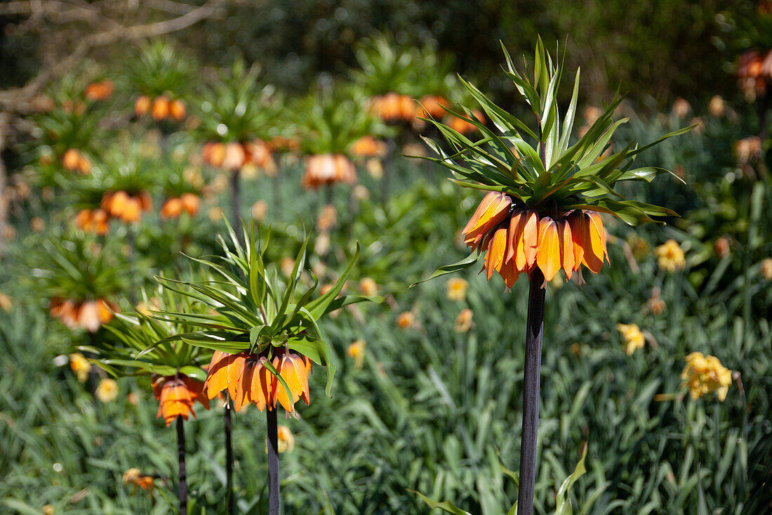 Fritillaria imperialis