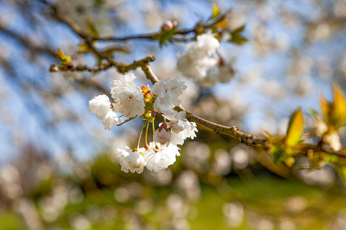 Prunus avium 'Plena'