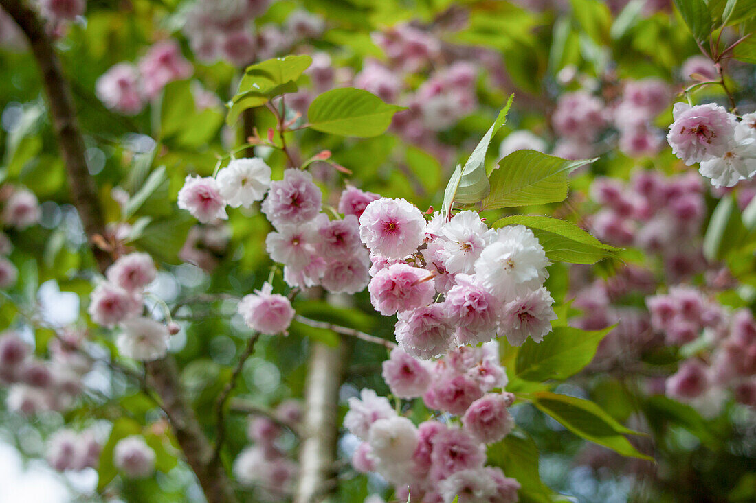 Prunus triloba