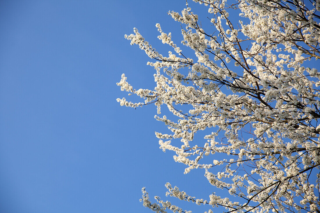 Prunus avium, Wildform