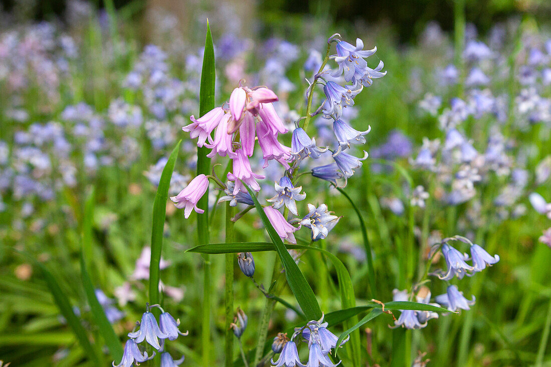 Hyacinthoides hispanica