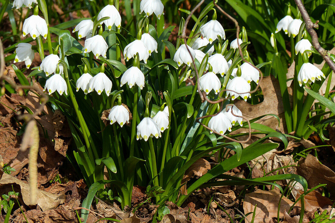 Leucojum vernum