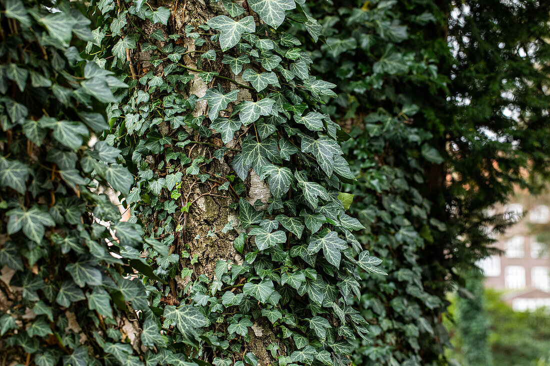 Hedera helix