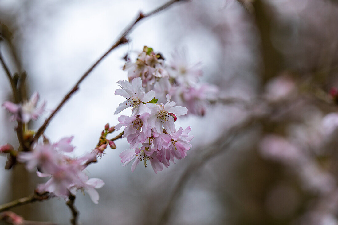 Prunus subhirtella 'Fukubana'