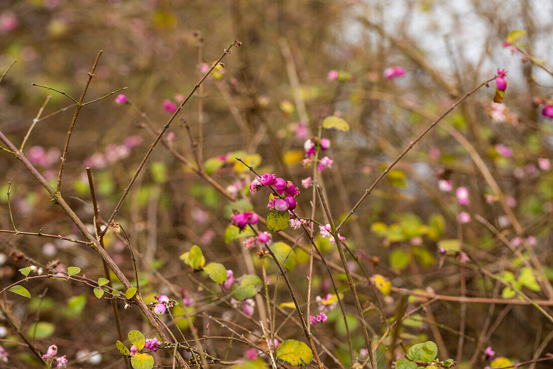 Symphoricarpos x doorenbosii