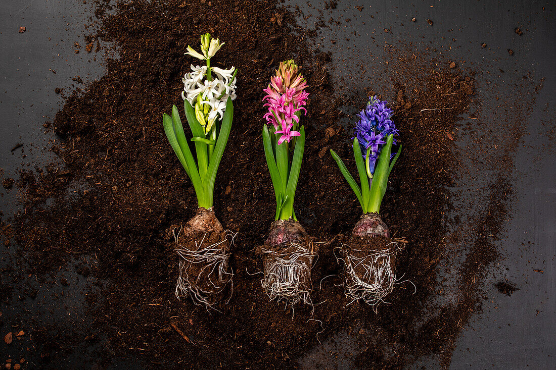 Early bloomers - Hyacinths