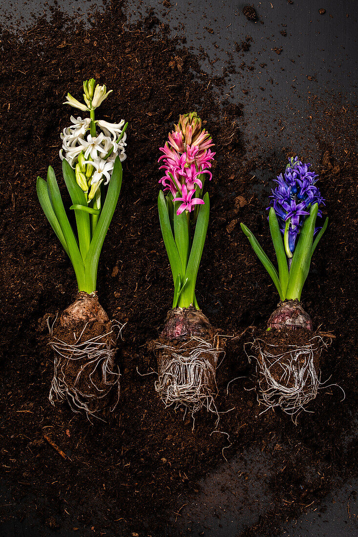 Early bloomers - Hyacinths