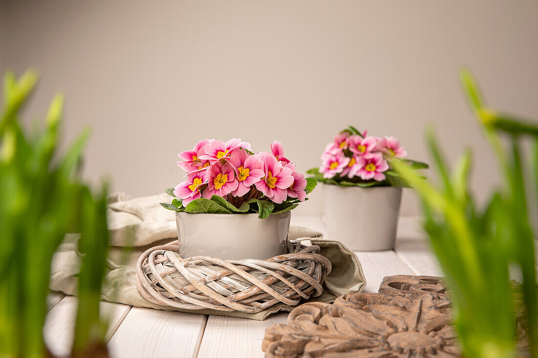 Primula vulgaris, rosa