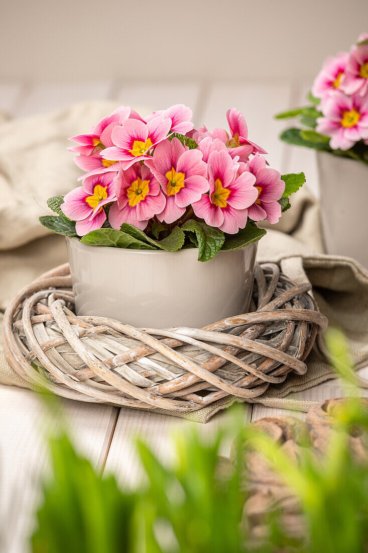 Primula vulgaris, pink