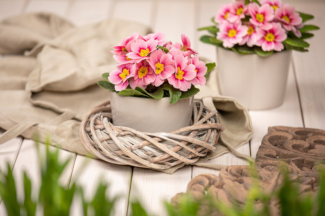 Primula vulgaris, pink