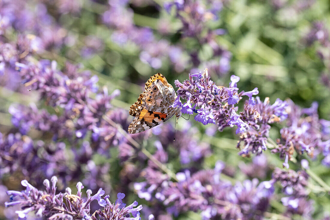 Butterfly on catnip