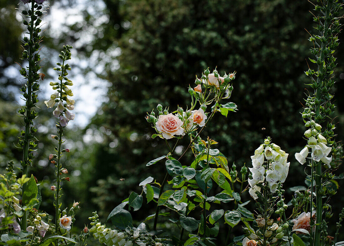 Shrub rose, salmon pink