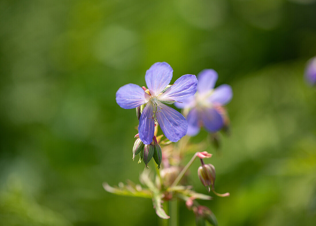 Geranium