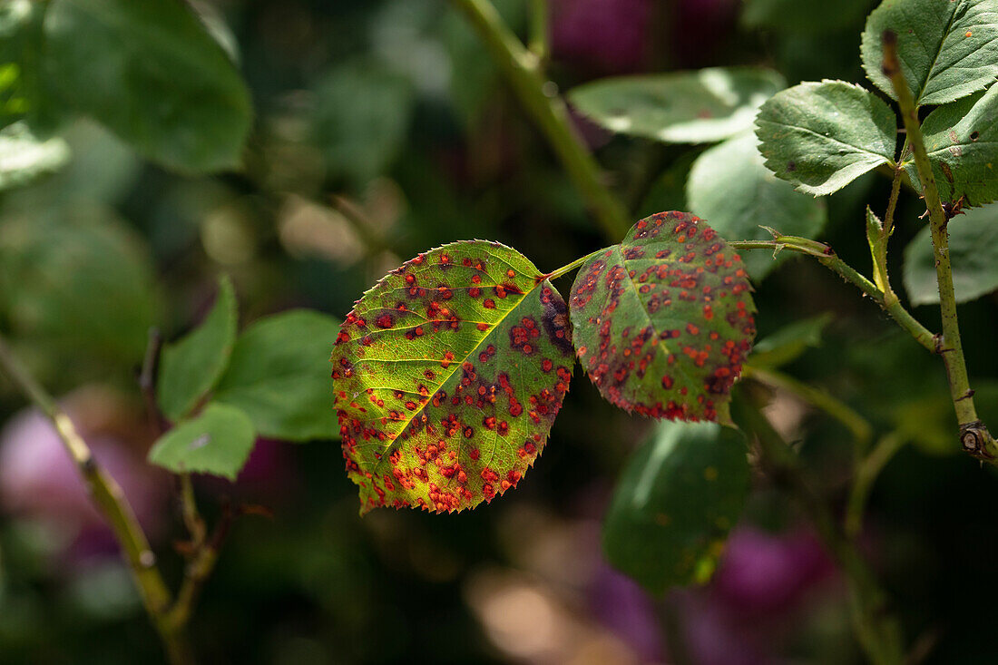 Rose rust