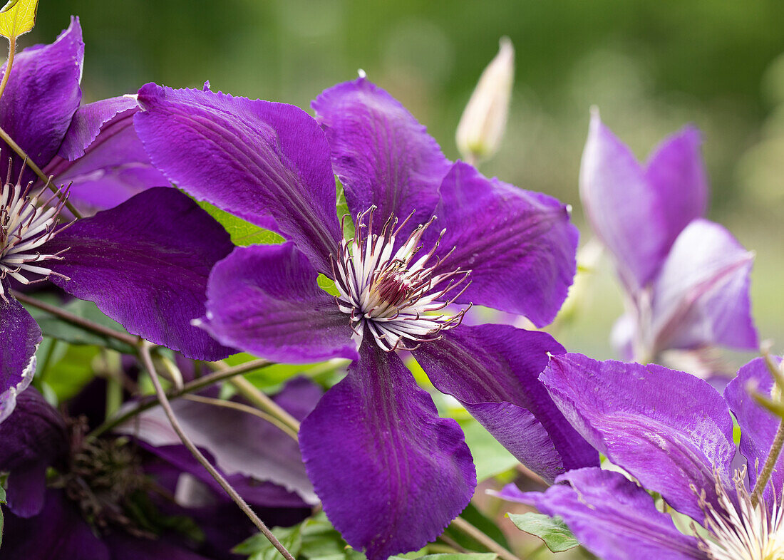 Clematis 'Jackmanii'