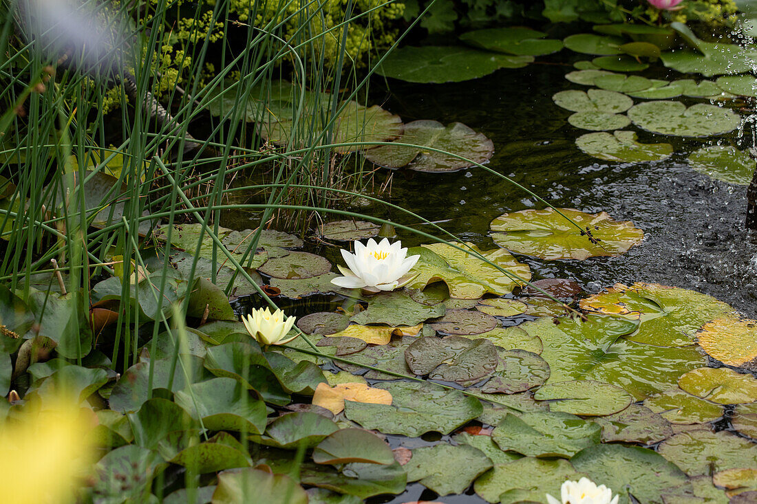 Nymphaea, weiß