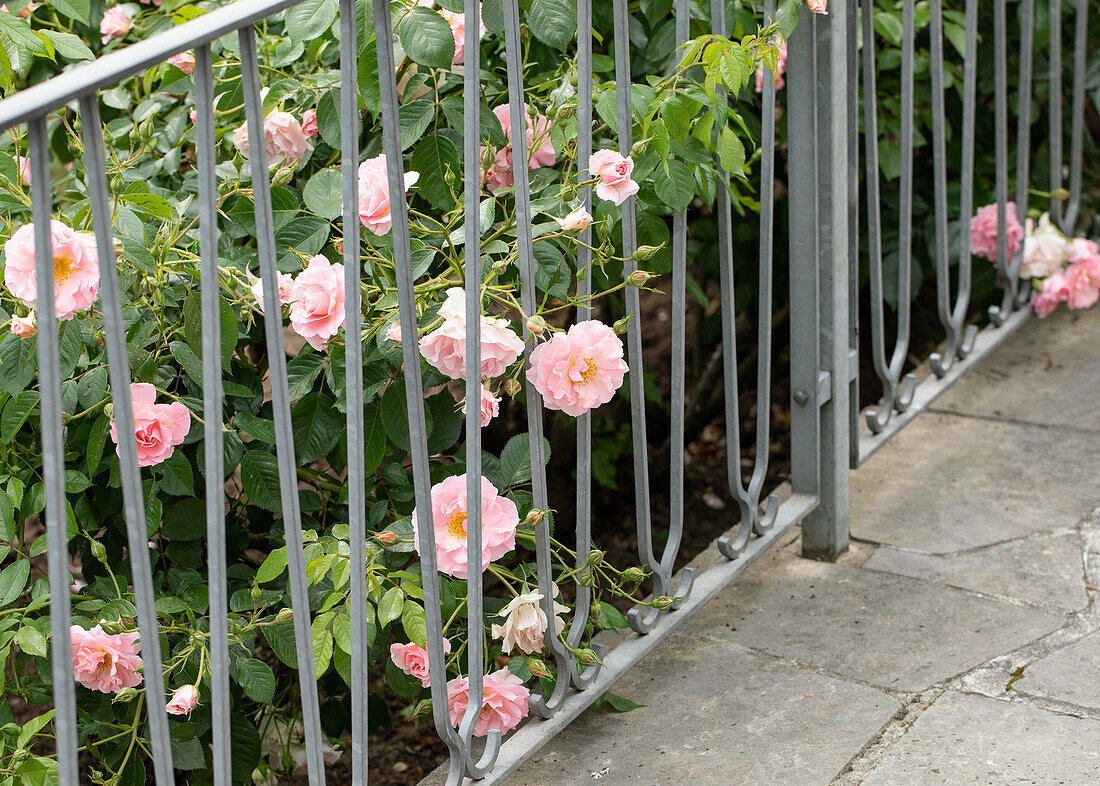Roses behind fence