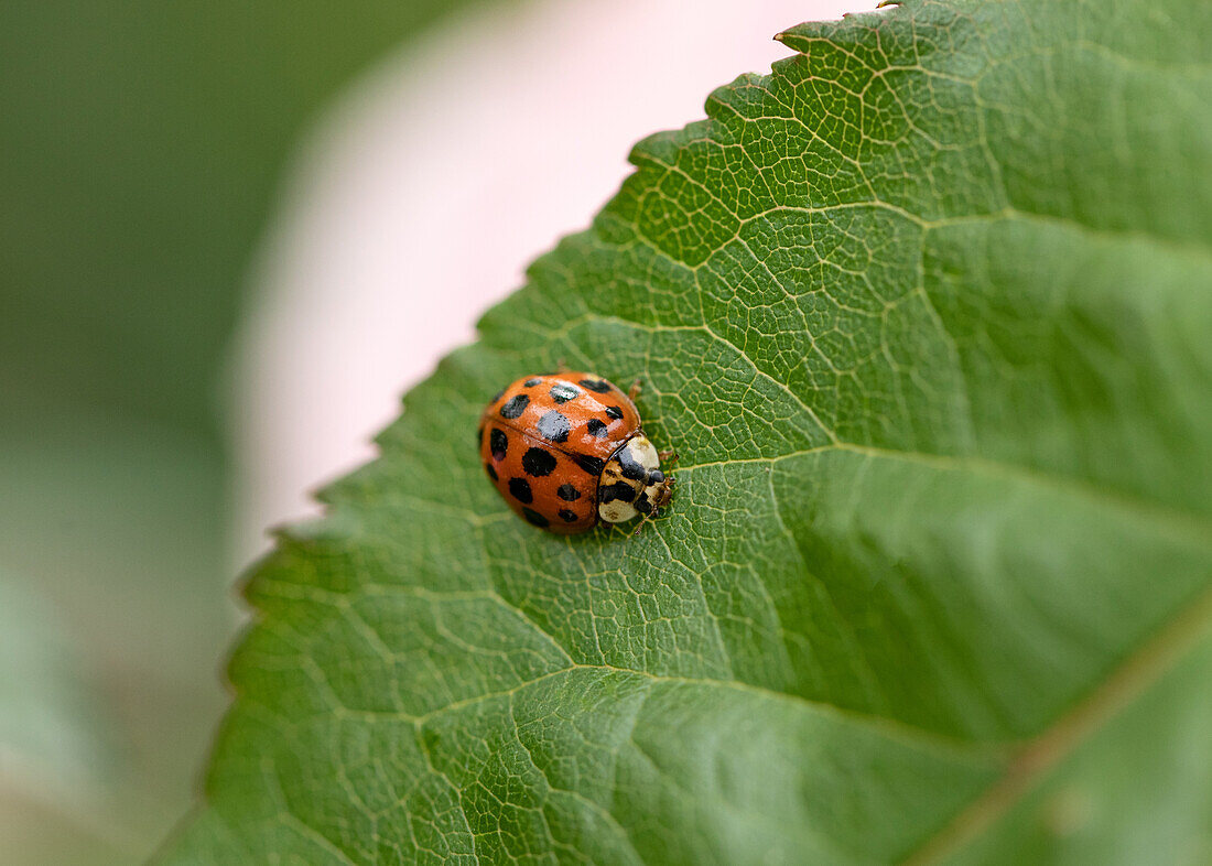 Marienkäfer