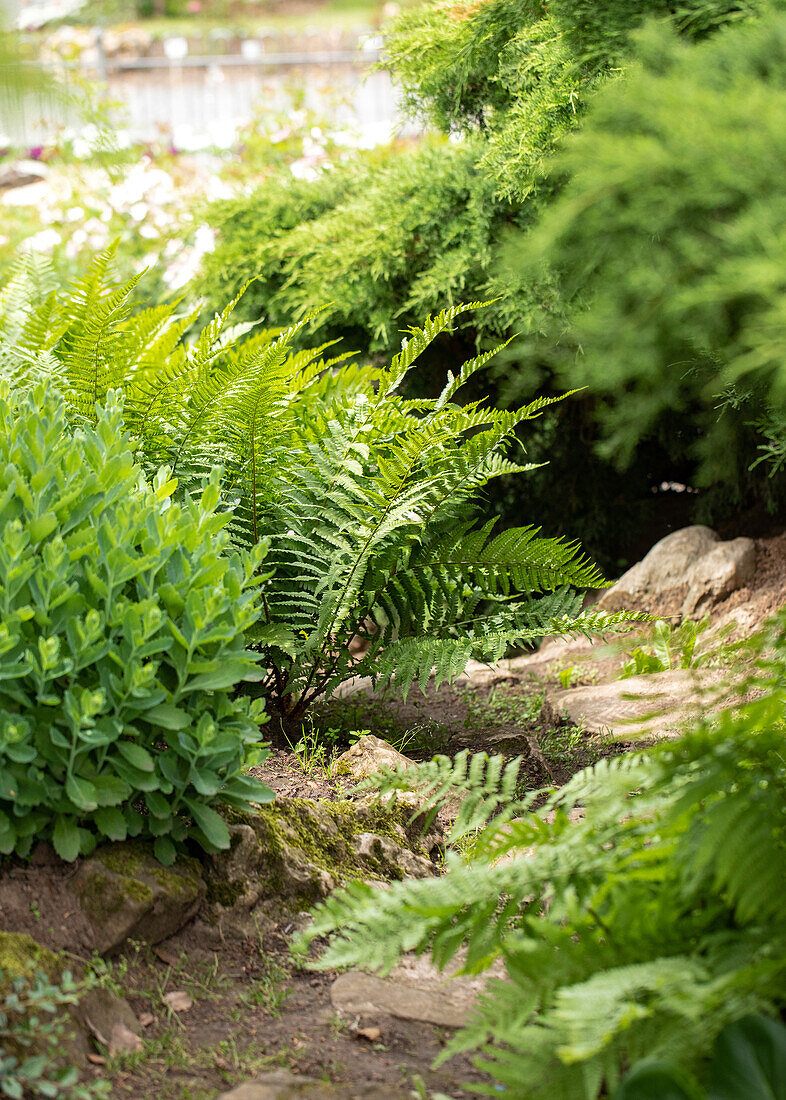 Path between plants