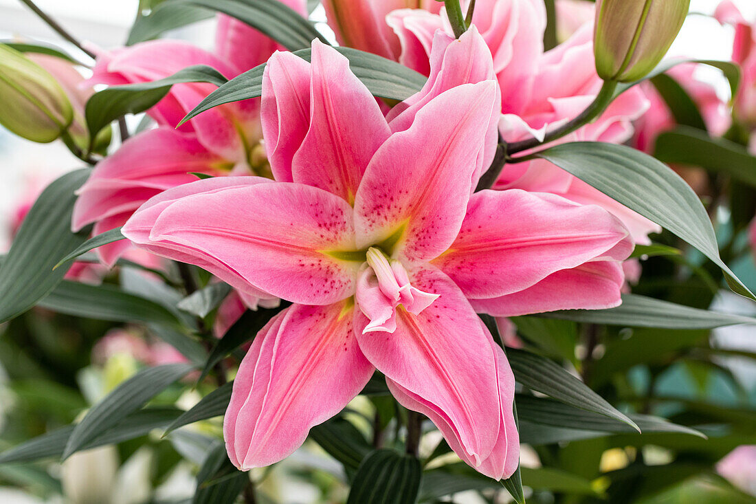 Lilium Oriental, double