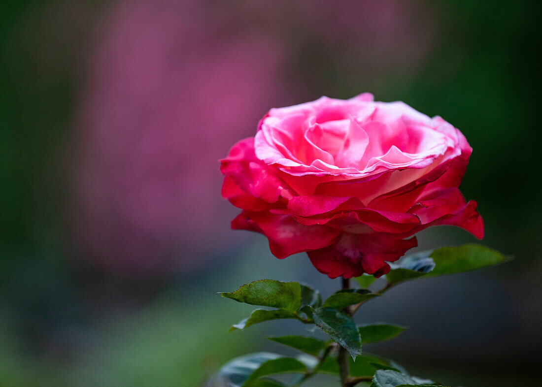 Two-coloured rose
